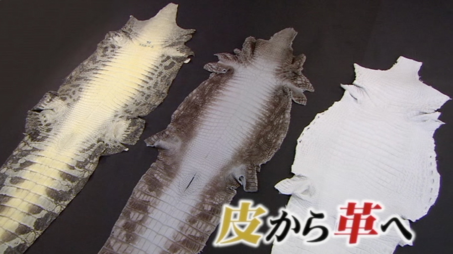 エキゾチックレザーの基礎知識を解説したDVD「EXOTIC SKINS & LEATHER ~原皮から製品まで~」
