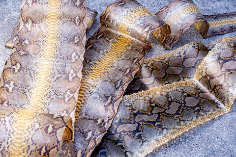 自然乾燥されたヘビの乾皮