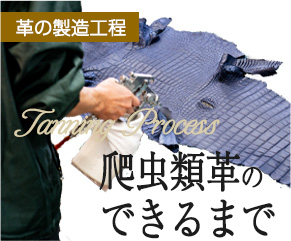 エキゾチックレザーのなめし工程についてみる