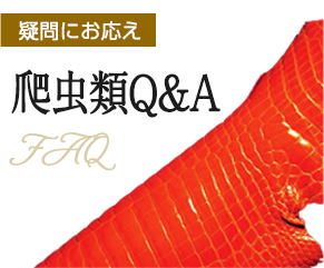 爬虫類Q&Aを見る